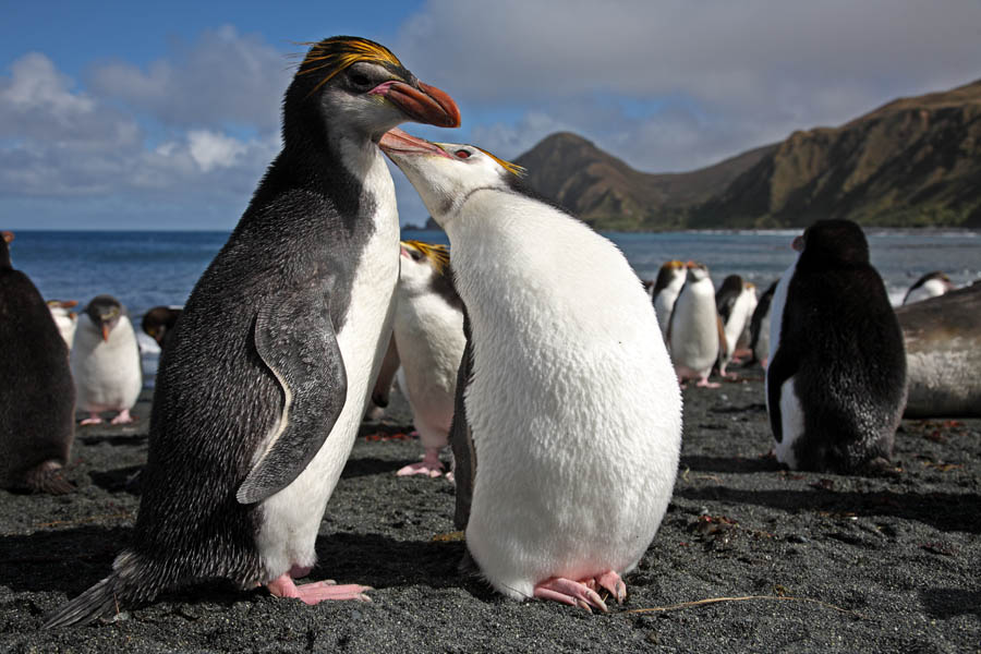 Royal Penguins Macquarie Island