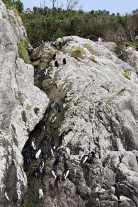 Penguins Climbing Cliff, Snares Islands
