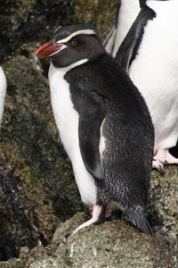 Snares Penguin