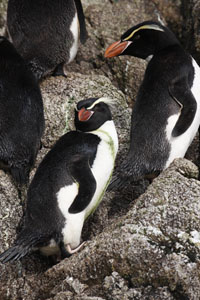 Snares Penguins