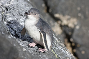White-Flippered Little Penguin