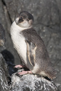 White-Flippered Little Penguin