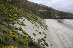 Yellow-Eyed Penguin Nesting Site near Taiaroa Head