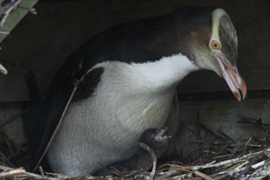 Yellow-Eyed Penguin with young chick