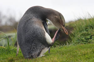 Yellow-Eyed Penguin scratching head