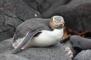 Yellow-Eyed Penguin Lying on Rock