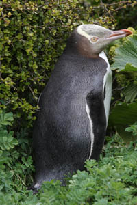 Yellow-Eyed Penguin in dense vegetation