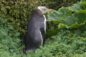 Yellow-Eyed Penguin in dense vegetation, Enderby Island