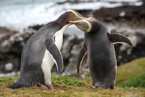 Allopreening pair Yellow-Eyed Penguins