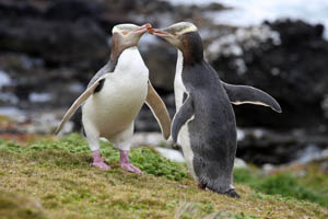 Yellow-Eyed Penguins prepare to allopreen
