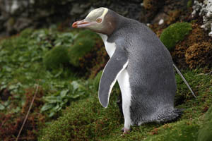 Yellow-Eyed Penguin, Enderby Island