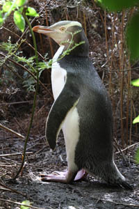 Bereaved Yellow-Eyed Penguin parent near nest site