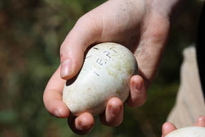 Abandoned Yellow-Eyed Penguin Egg in Hand
