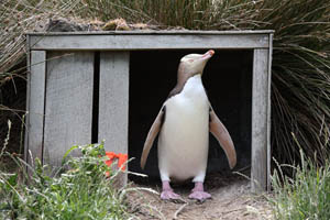 Yellow-Eyed Penguin at Artificial Nest Box