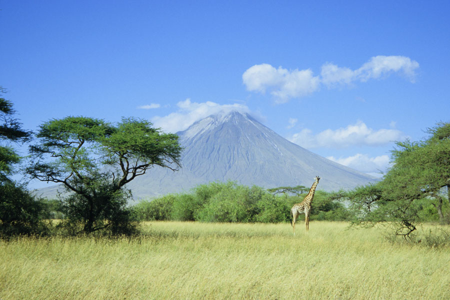 Giraffe, Oldoinyo Lengai Volcano
