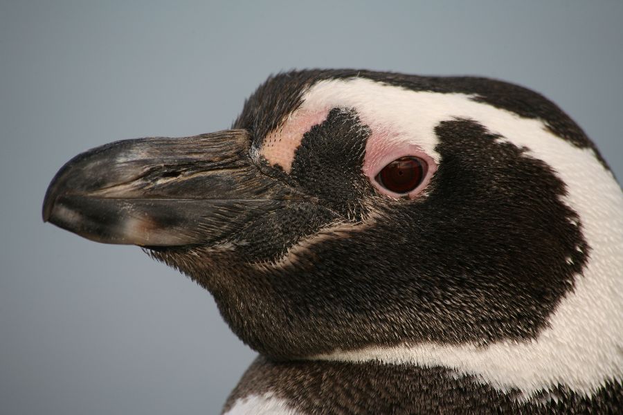 Magellanic Penguin Portrait