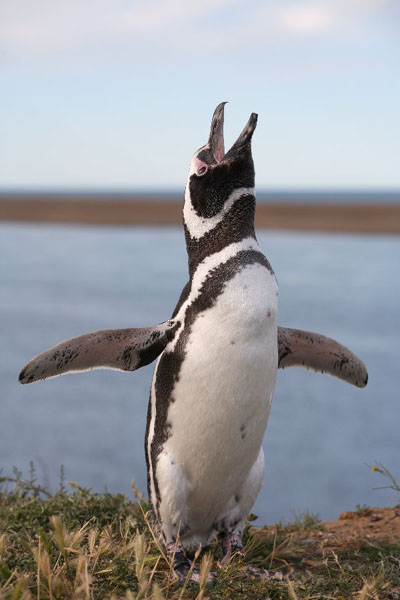 Ecstatic Display Magellanic Penguin