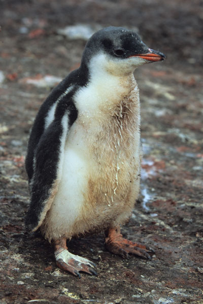 Gentoo Penguin Chick