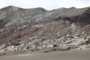 Forest killed by volcanic ash, Bromo Volcano