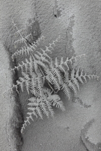 Fern covered by volcanic ash, Bromo Volcano