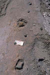 Volcanic Bomb Impact Craters Bromo 2004