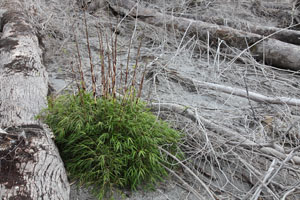 Chaiten Volcano, Plant reestabliches itself in Forest destroyed by pyroclastic flows