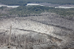 Chaiten Volcano, Forest destroyed by pyroclastic flows