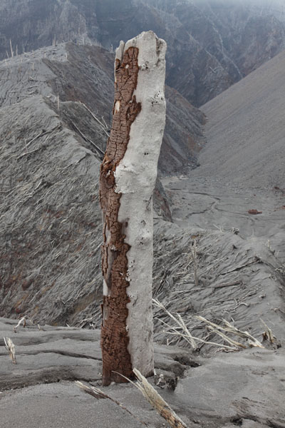 Tree in forest destroyed by pyroclastic flows, Chaiten volcano