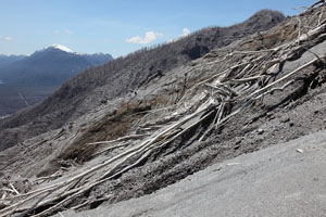 Chaiten Volcano, north flank stripped of vegetation by pyroclastic flows