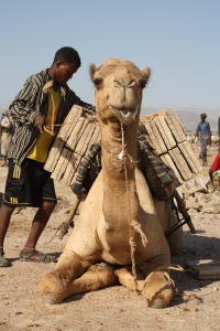 Camel loaded with salt blocks, Danakil depression