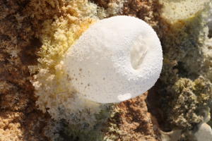 Dallol Volcano Fumarolic Salt Deposits, Egg-Shell-like