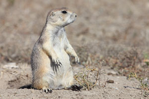 Black-tailed Prarie-Dog, Devils Tower National Monument, Wyoming