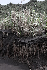 Ash deposits eroded by floods, Dukono volcano