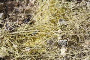 Pelees hair coated in sulphur crystals at Erta Ale volcano