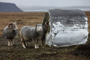 White Sheep coated in black volcanic ash from Eyjafjallojökull eruption, iceland
