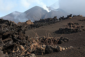Vine plants next to fresh lava deposit, Fogo Volcano, 2014