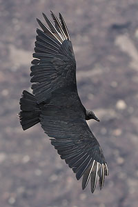 Vulture circling over lava lake, Masaya volcano