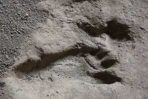 Acahualinca footprint