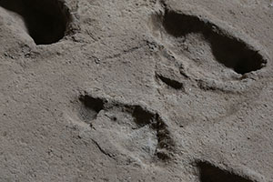 Acahualinca footprints, detail