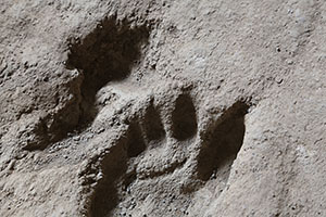 Acahualinca footprints, detail toeprints