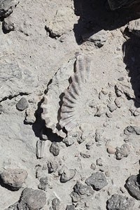 Fossilized seashells, Sarakiniko, Milos