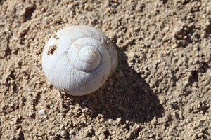 Fossilized marine snail, Sarakiniko, Milos