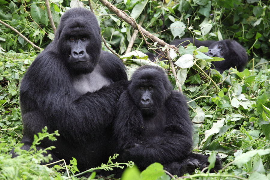 Mountain Gorillas, Virunga National Park