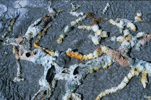 Natrocarbonatite lava with hydrated spots due to rainfall