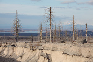 Dead trees and eroded deposits in devastation zone of 1964 sector collapse of Shiveluch volcano