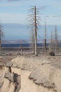 Dead trees in devastation zone of 1964 sector collapse of Shiveluch volcano
