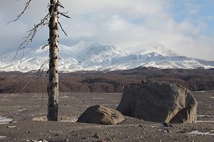 Dead tree and boulders in devastation zone around Shiveluch volcano