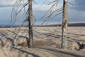 Dead trees, Shiveluch volcano.