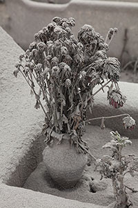 Flowers coated in ash, Sinabung Volcano