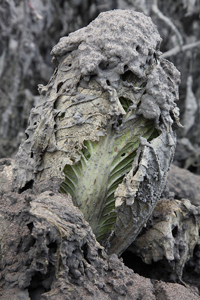 Lettuce crop smothered by volcanic ash, Sinabung volcano, Indonesia